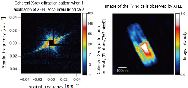 Coherent diffraction images obtained in CDI experiments (left) and real space images reconstructed by data analysis (right)