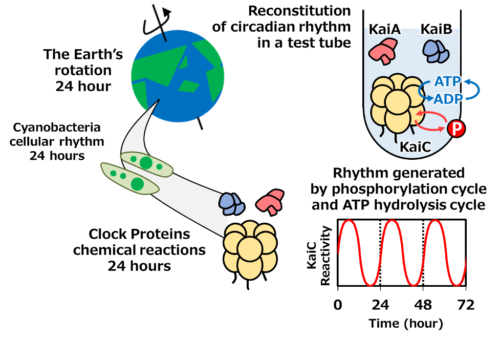 Figure 1. Clock proteins generating cyanobacterial circadian rhythms.