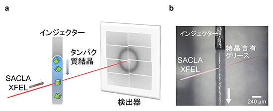 図1　連続フェムト秒結晶構造解析（SFX）とグリースマトリックス法の図