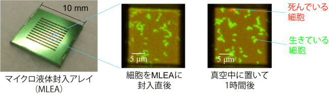 図2　マイクロ液体封入アレイ（MLEA）内に細胞を生きたまま封入できることを示す実験結果の写真。