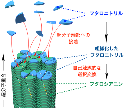 本研究における超分子重合の概要図