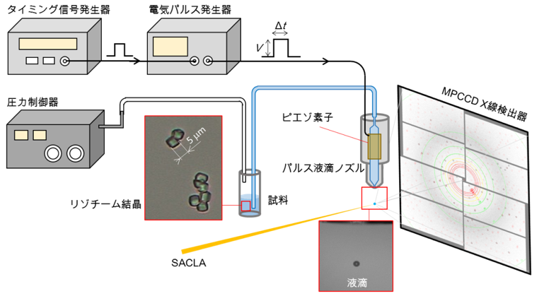 図1　パルス液滴インジェクターを組み込んだSFXの実験装置および使用したリゾチーム結晶図