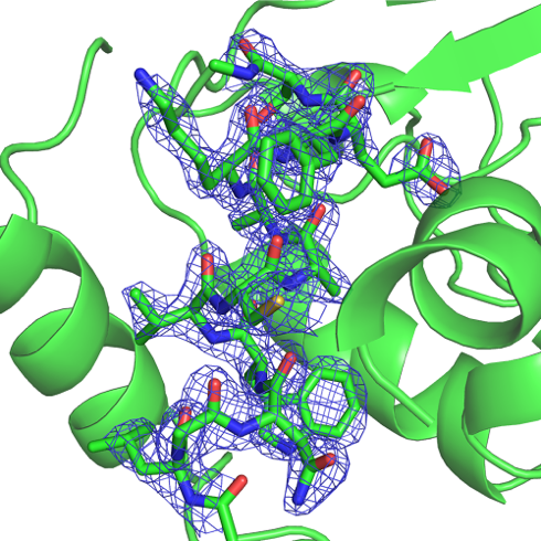 図2　決定したリゾチームのタンパク質結晶構造図