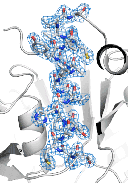 図 ヒアルロン酸を用いて決定したプロテイナーゼKの結晶構造図