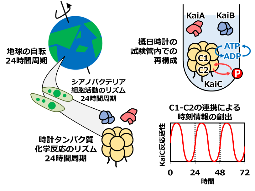 図１：シアノバクテリアの概日時計を駆動する時計タンパク質KaiCの図説