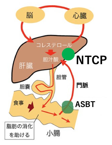 （注1）肝細胞への胆汁酸循環の図