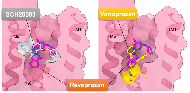 図5 Revaprazanの結合状態と既知化合物結合構造との比較図