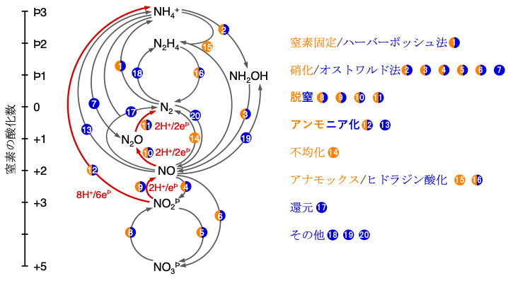 研究対象となる窒素化合物の反応ネットワークの図