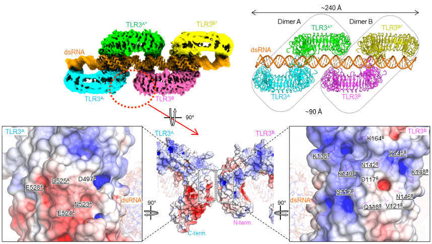 図1：TLR3とdsRNAとの複合体構造図