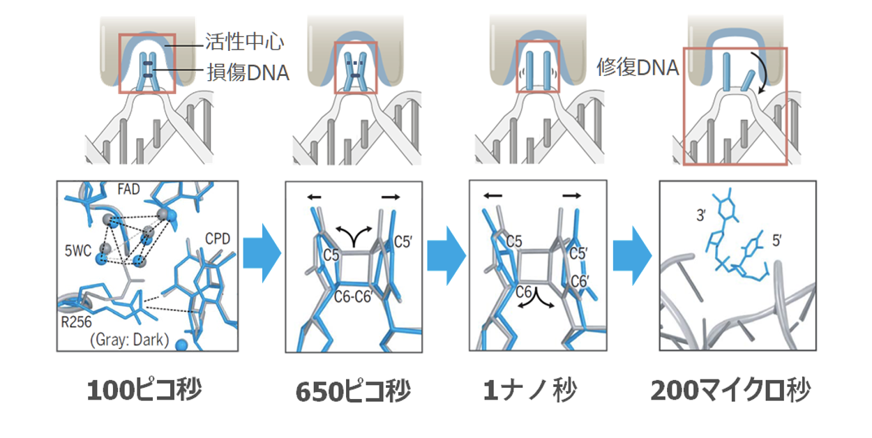 図2 XFEL時分解構造解析により明らかになった光回復酵素のDNA修復反応の図解