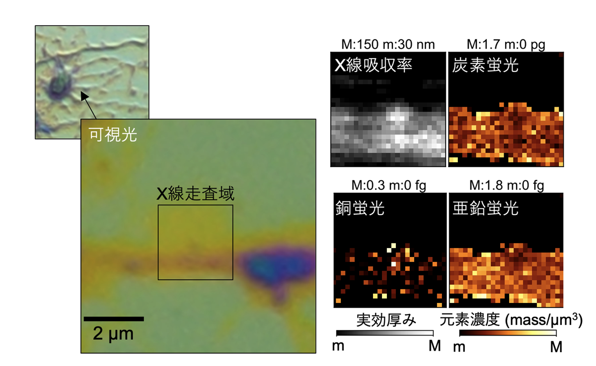 図3：多色集光点を用いた軟X線蛍光分析手法で明らかになった、化学固定済み神経細胞の厚み分布と元素濃度分布の画像