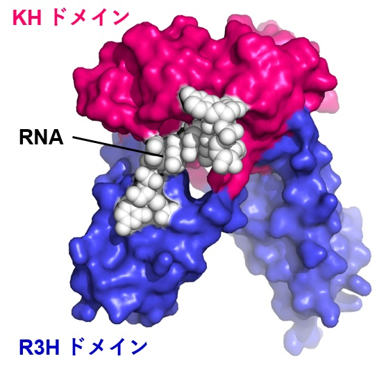 図１．Thermus thermophilus KhpBの立体構造。